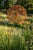 Dmuchawiec 001-a.png Teraxa-offici rozm. M hortus ferri - Dmuchawiec ze stali postarzany pordzewiony na kolor rdzy - dmuchawiec ozdoba ogrodowa