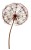 Dmuchawiec 002 jpg.jpg dmuchawiec Hortus Ferri
