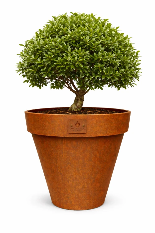 Wielka donica ze stali, postarzana w kolorze rdzy, Donica ze stali corten w kolorze i tekstórze rdzy, Donica Nobilis rozmiar L, Hortus Ferri .png z drzewem