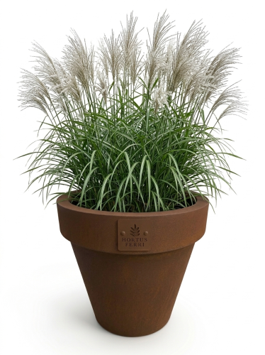 Donica Nobilis S 001 jpg.jpg Donica Nobilis S ze stali corten - Hortus Ferri i wysokie trawy